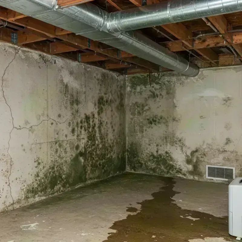 Professional Mold Removal in Camargo, KY